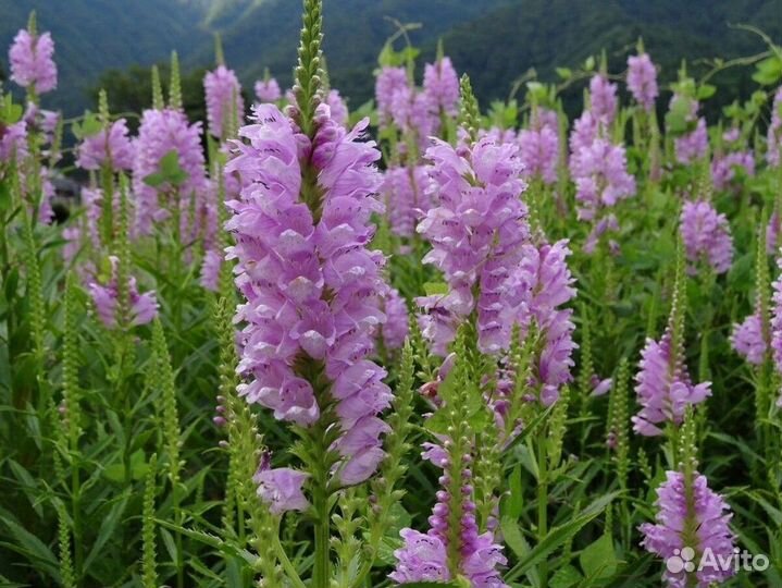 Очаровательная Физостегия