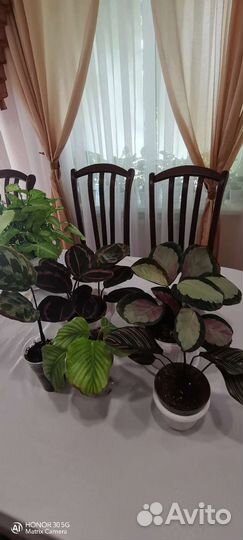 Крупная шикарная макушка фила 