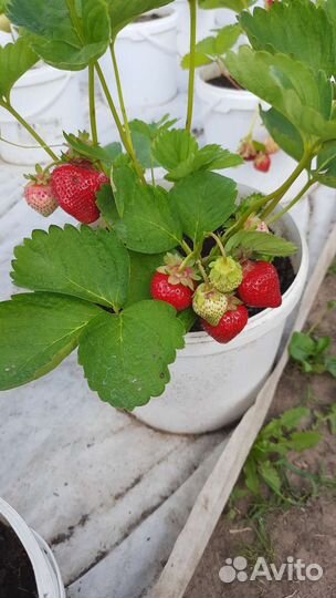 Начинающим сколько посадить клубники