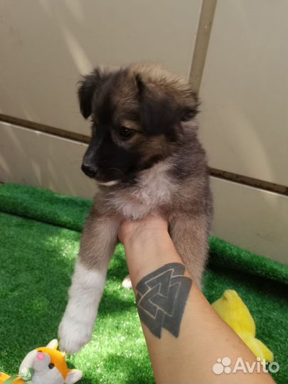 Собака щенок маленькой породы