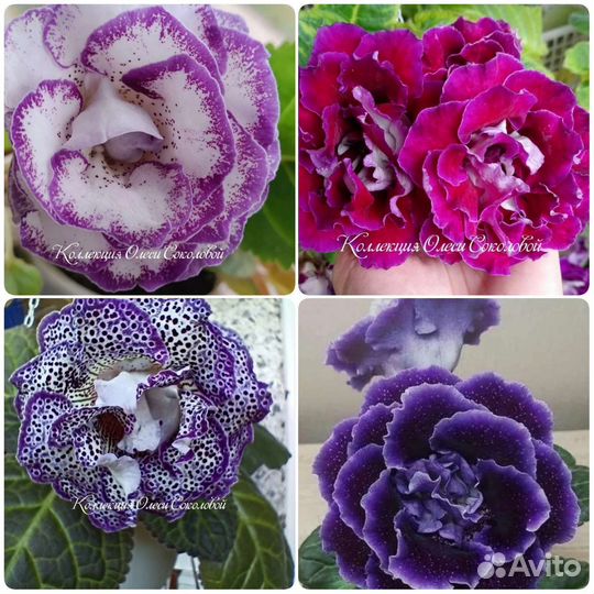 Клубни Глоксиний