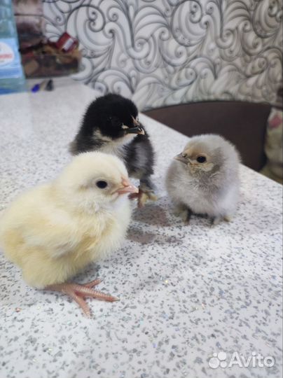 Цыплята суточные микс / амераукана от 16/05