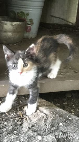 Котята ищут любящих хозяев
