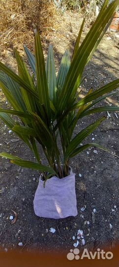 Саженцы веерной пальмы 20-40см