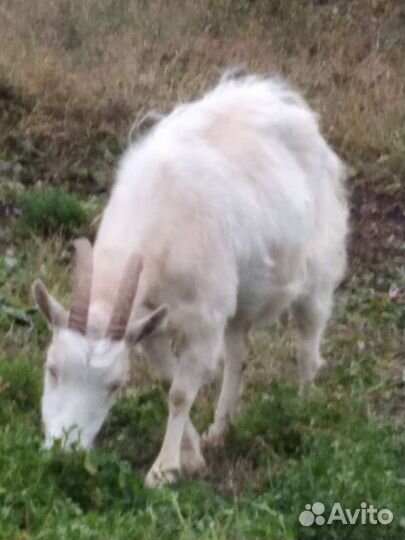 Козёл вязка