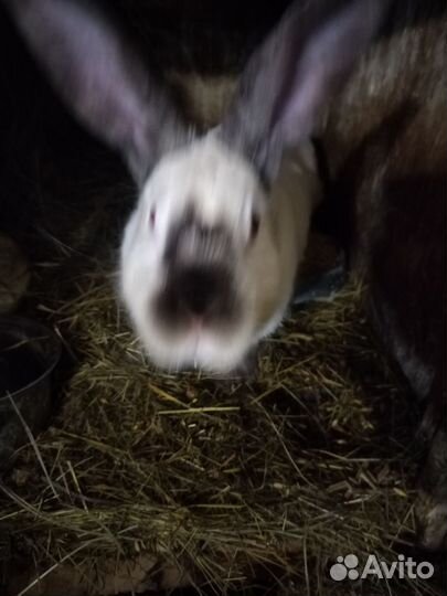 Калифорнийские кролики