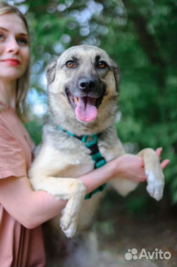 Небольшая, молодая, ласковая собака из приюта