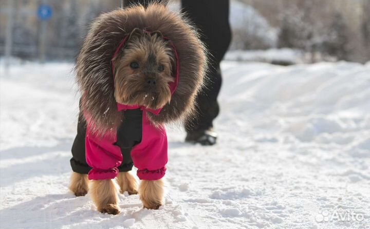 Шью для собак