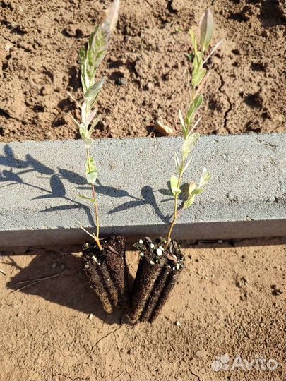 Ива цельнолистная хакуро-нишики