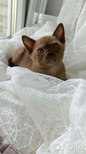 Бурманские котята