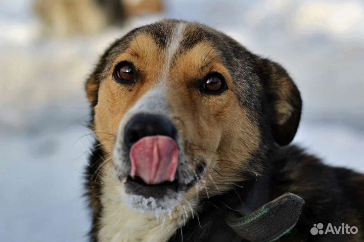 В добрые руки