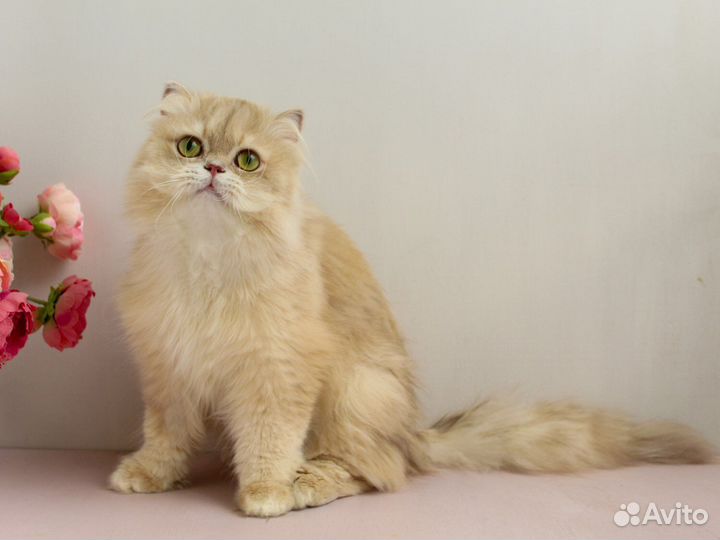 Золотой лилак британский котик