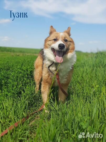 Собака для счастья