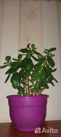 Денежное дерево(толстянка)