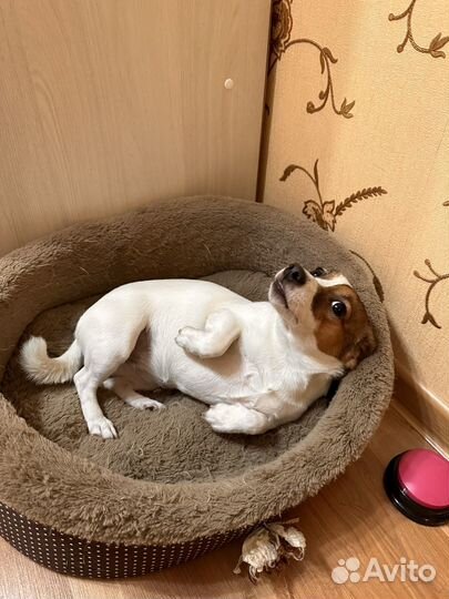 Джек рассел