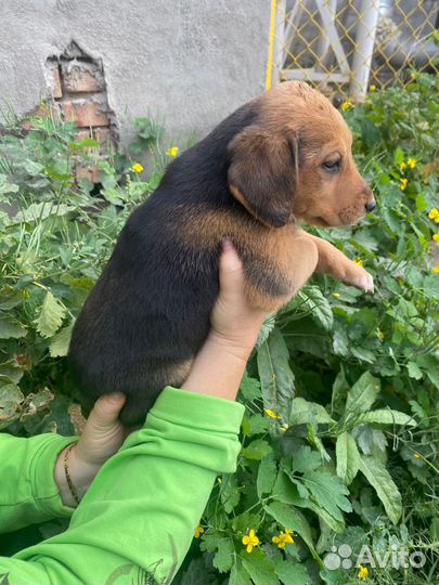 Щенки русской гончей