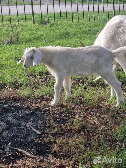Заано- нубийские козлята. Козлики и козочки