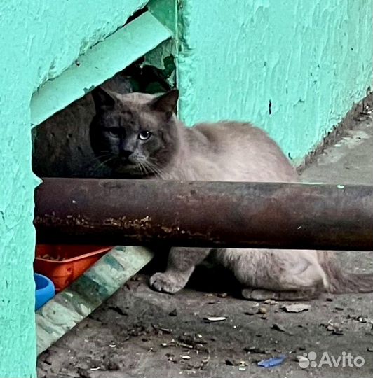 Кот выкинули