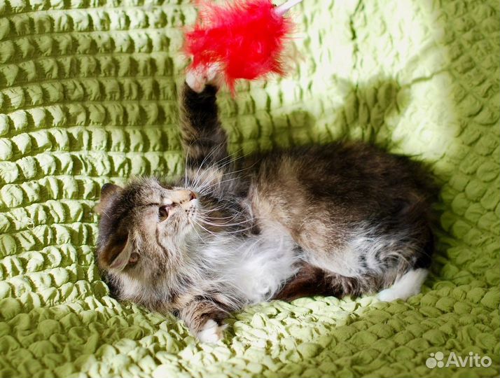 Девочка-Припевочка ищет дом