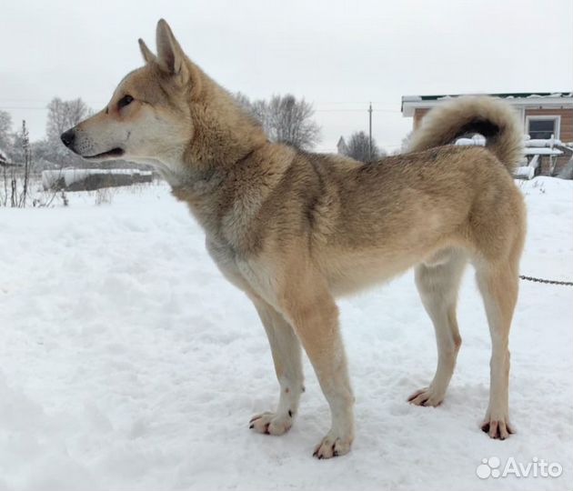 Продаю охотничьих Лаек зсл (западносибирские)