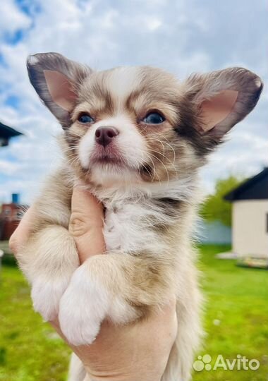 Чихуахуа мини мальчик