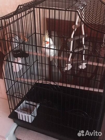 Клетка попугай корелла