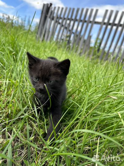 Котята в добрые руки приучены к лотку