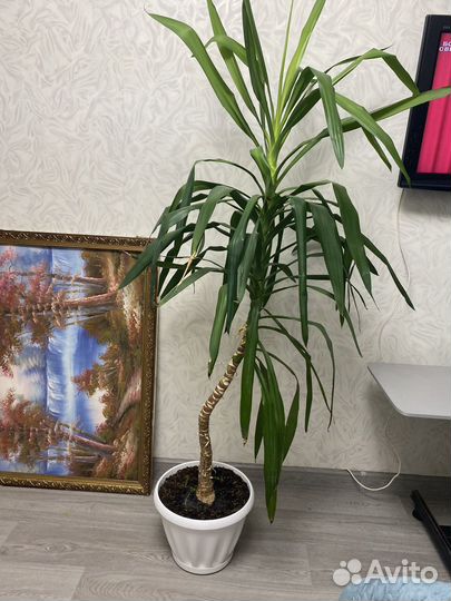 Пальма Юкка