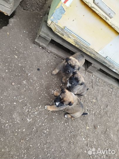 Отдам в добрые руки щенков