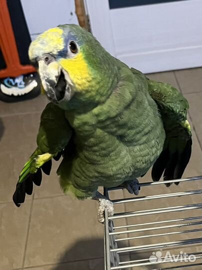 Венесуэльский амазон