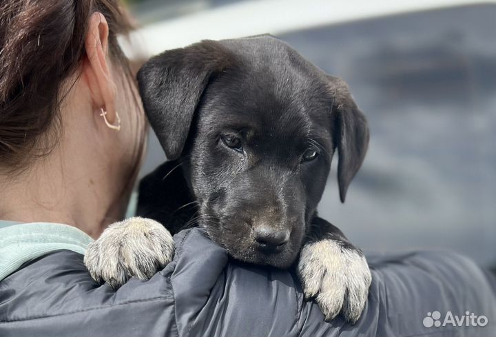 Щенок девочка 2 месяца 
