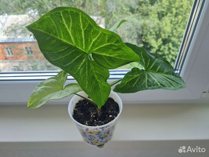 Цветочные растения в новых горшочках