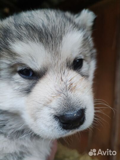 Аляскинский маламут щенки