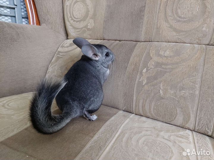 Шиншилла мальчик