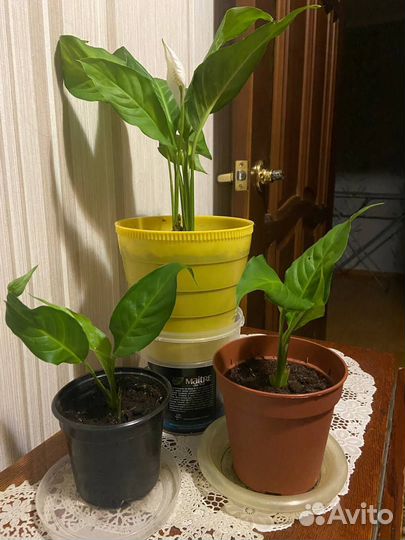 Спатифиллум