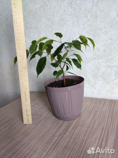 Фикус бенджамина Реджинальд