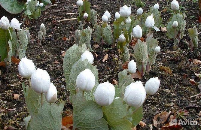 Сангвинария махровая бронь на осень
