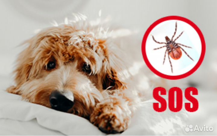 Обработка крупных собак от клещей