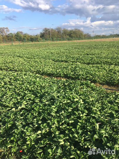 Саженцы клубники, фриго