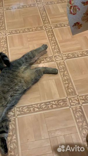 Передержка собак и кошек