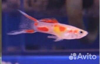 Аквариумные рыбки гуппи