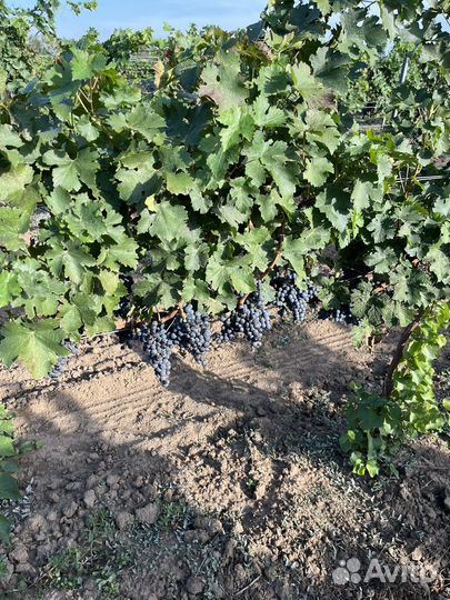 Винный виноград
