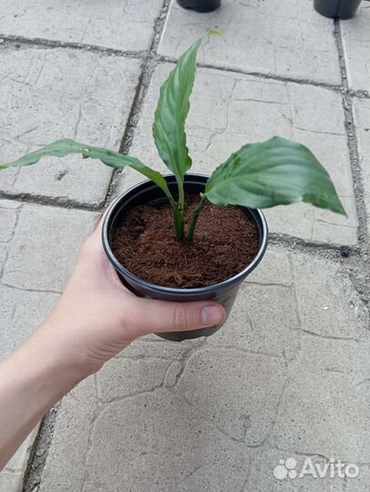 Спатифиллум (женское счастье)