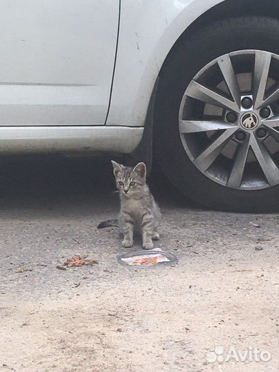 Котенок в добрые руки