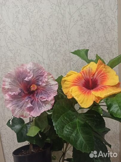 Гибискус Jayella