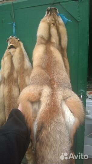 Продаются шкуры лисицы