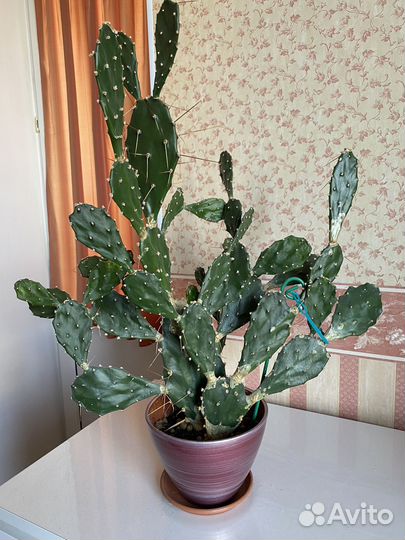 Кактус Опунция