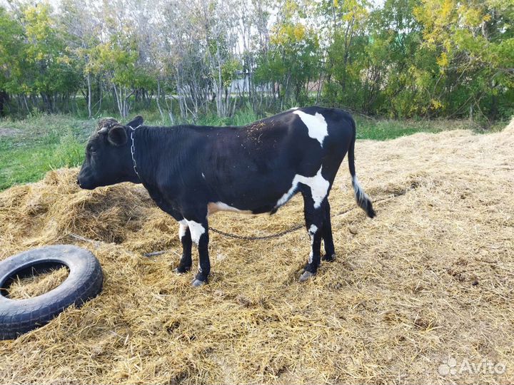 Быки телки овцы