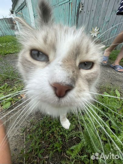 Невский маскарадный кот