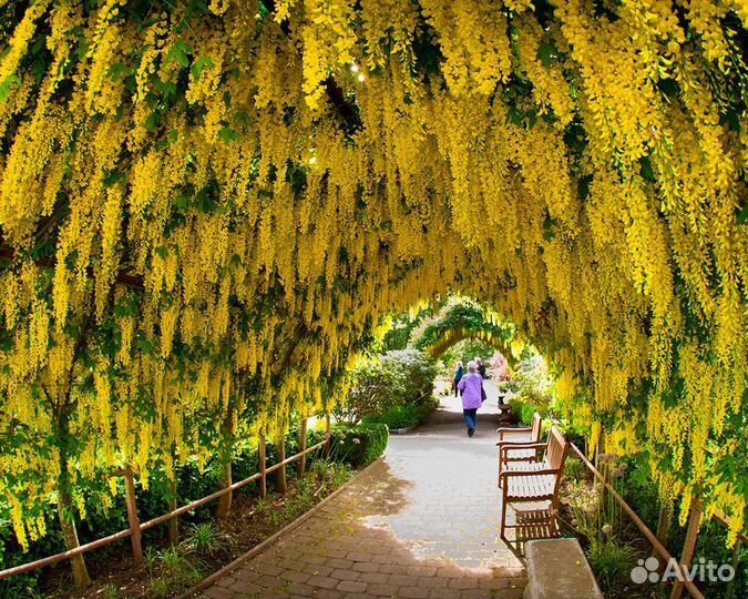 Семена 100 шт жёлтая акация,бобовник